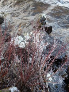 detalj-fr-stranden-skogsand-foto-av-jb-nov-16