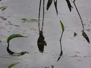 japansk-konst-dammdetalj-skog-foto-av-jb-16