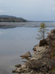 skogsand-bergviken-foto-av-jinger-b-16