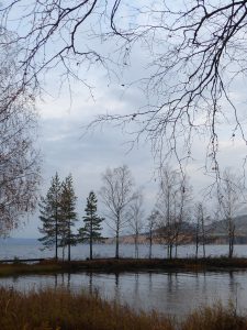 skogsans-bergviken-foto-av-jb-16