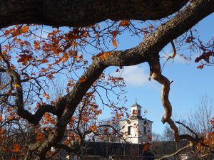 vid-eken-skog-foto-av-jb-nov-16